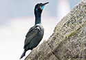 Phalacrocorax penicillatus